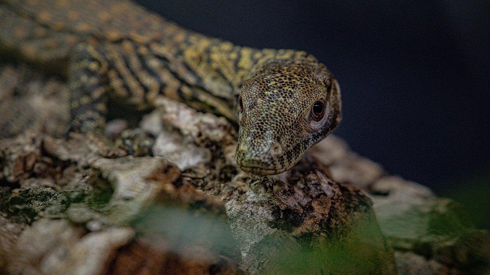 baby-komodo-dragon.