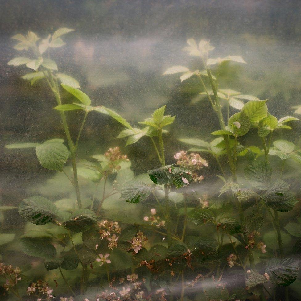 Plants under protective cover