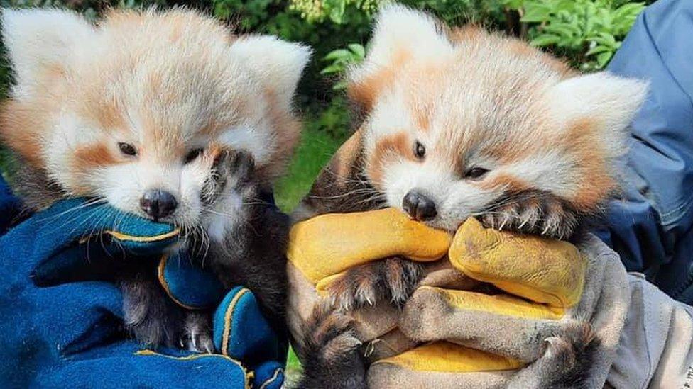 Jinshar and Millish red panda cubs