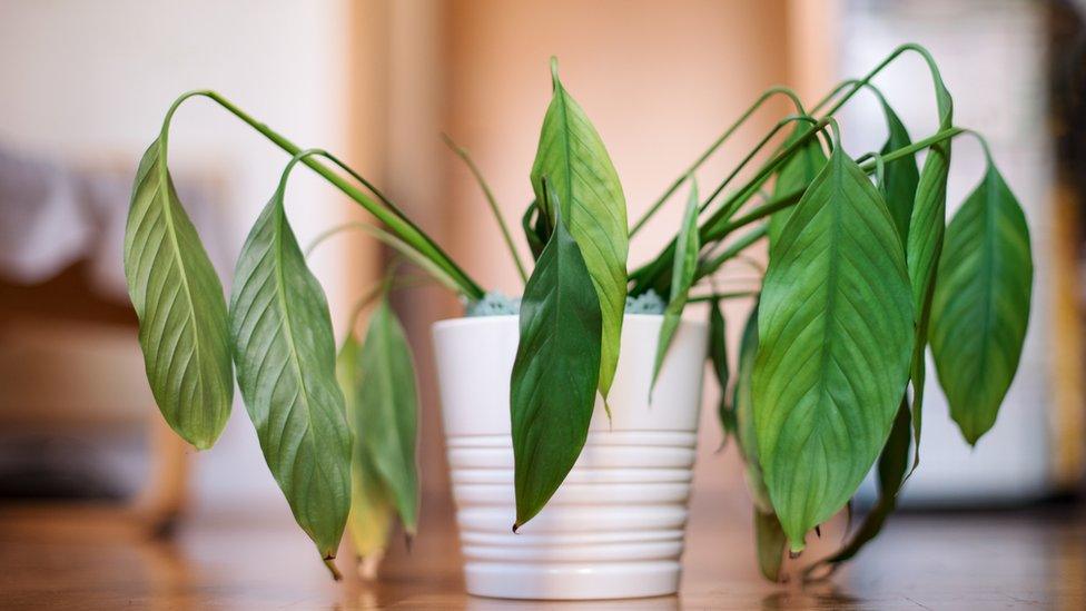 a houseplant wilting in its container