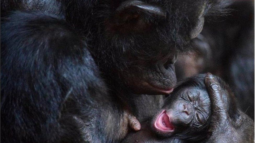 Cheka and baby bonobo