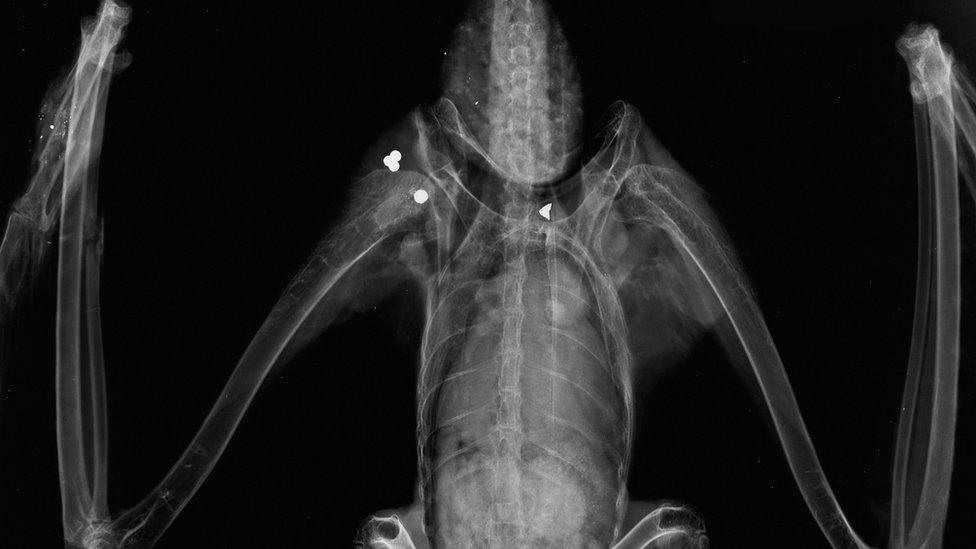 X-ray image of red kite