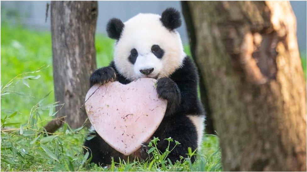 The tradition of gifted pandas to the US from China hits a 50-year mark at Washington DC's National Zoo.