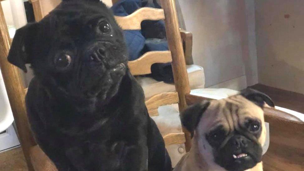 Pugs Charlie and Ralph