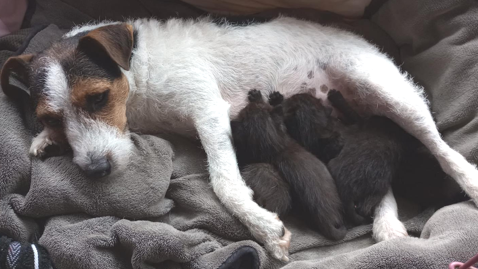 Jack Russell feeding six kittens