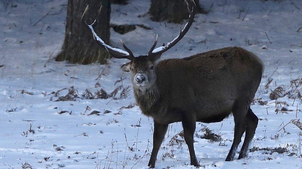 A deer in the snow, near Calvine Scotland