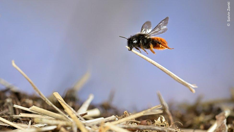 Mason Bee At Work