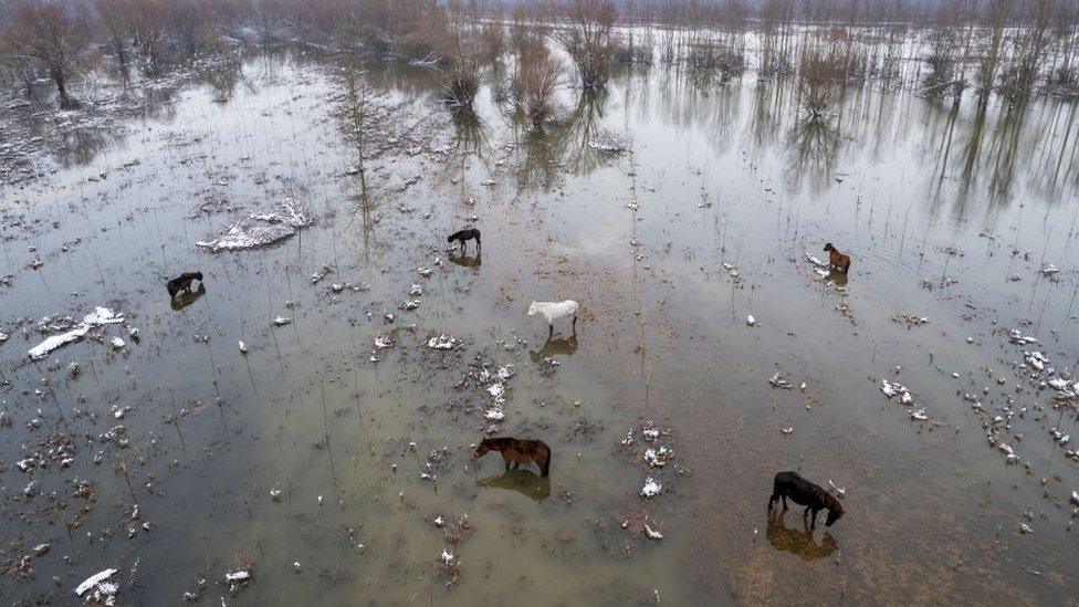 Wild horses roaming trough a flooded Danube river island