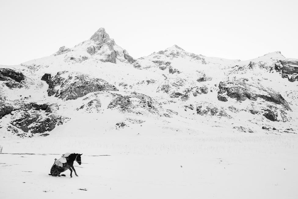 A donkey is getting up after rolling in the snow in the mountains in Albania.