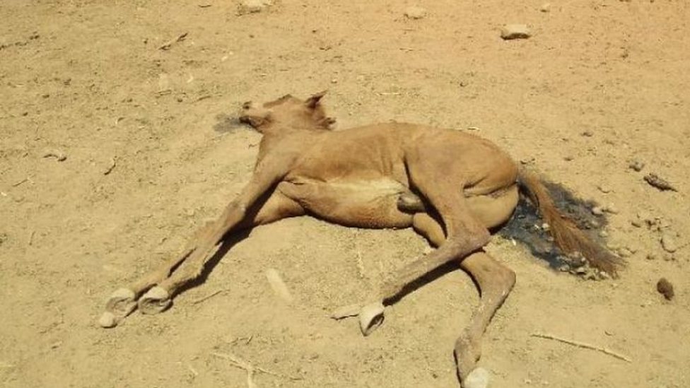 One of the dead wild horses discovered at the dry water spot