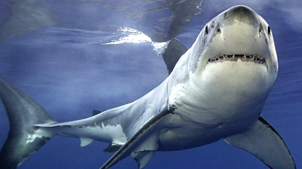 GREAT-WHITE-SHARK