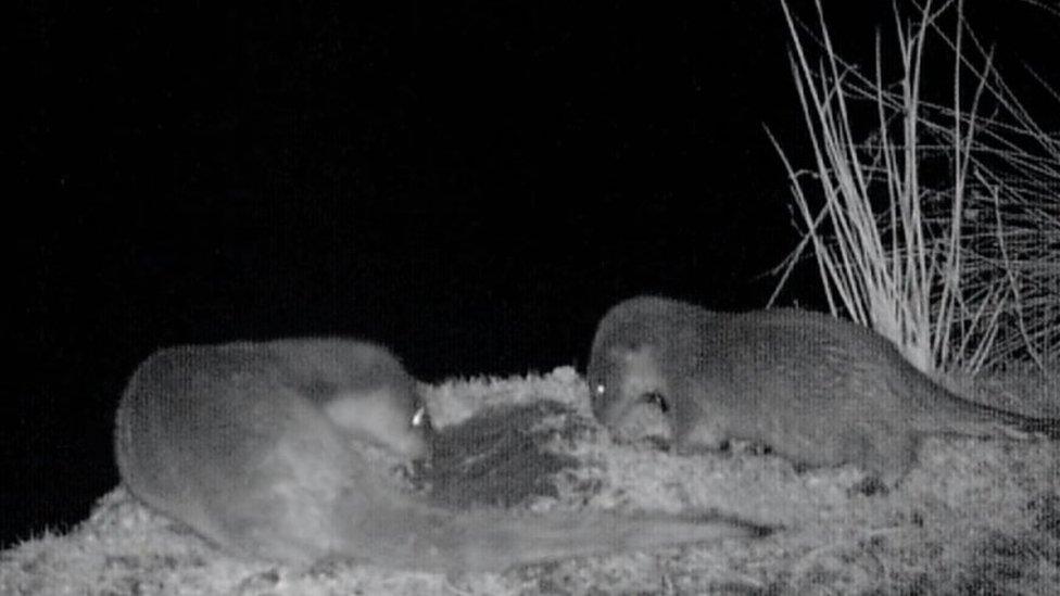 Otter and cub