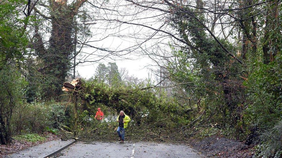 Fallen tree