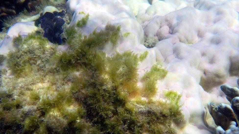 Dying coral colonised by seaweed on the Great Barrier Reef