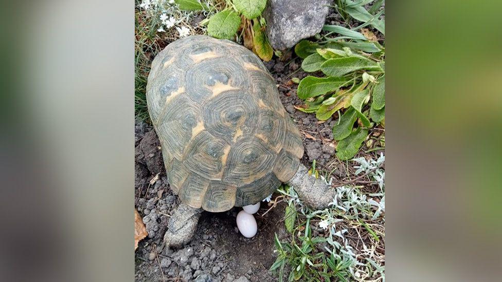 Speedy the tortoise in the garden, plants and mud visible. She seems to have dug a hole and two white eggs are visible beneath her.