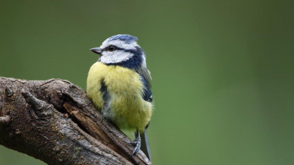 A blue tit at Forest Farm Nature Reserve, Cardiff