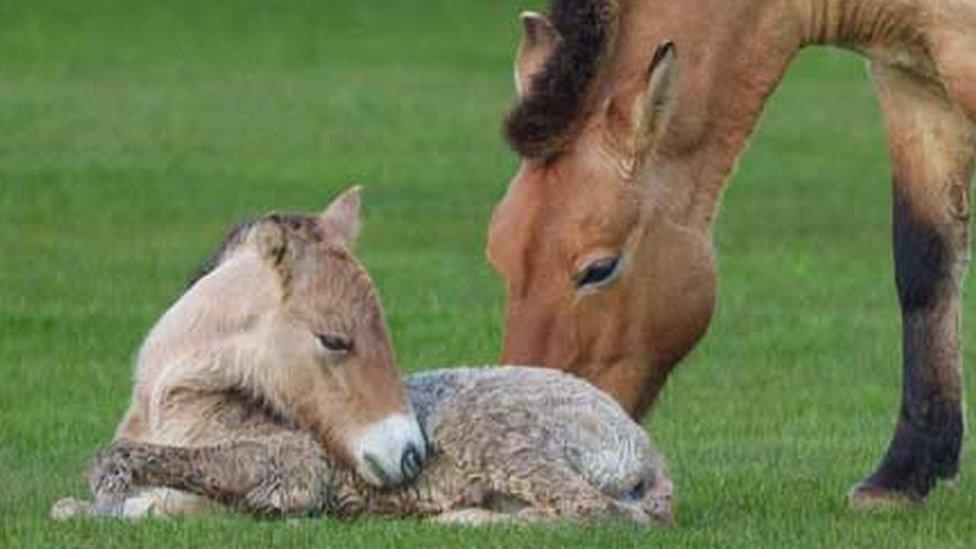 Female Przewalski's Horse and foal