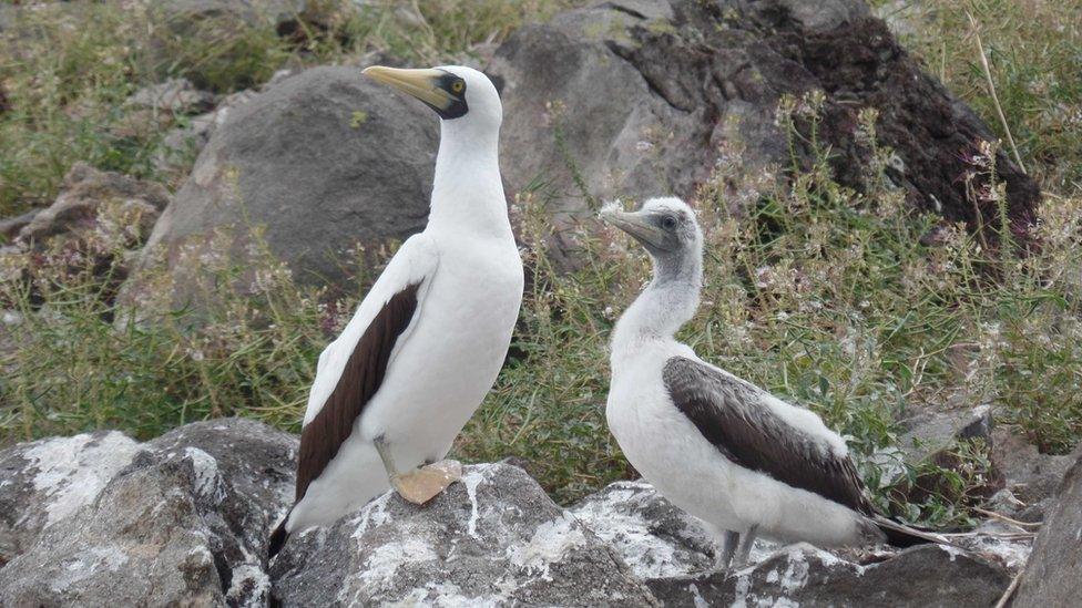 Birdlife on Redonda