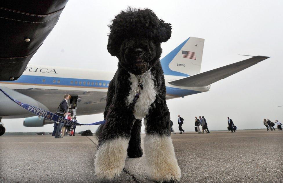 A dog stands next to Air Force One