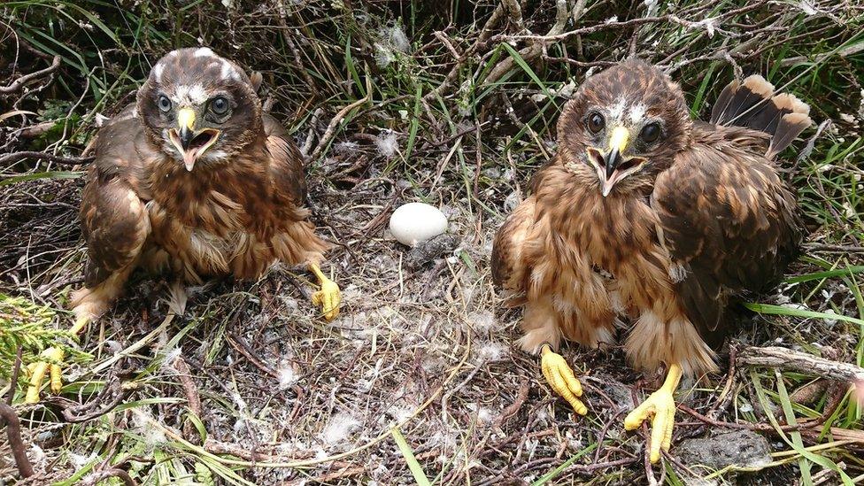 Hen Harriers