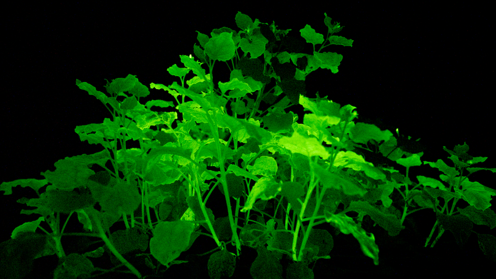 Glow in the dark plants