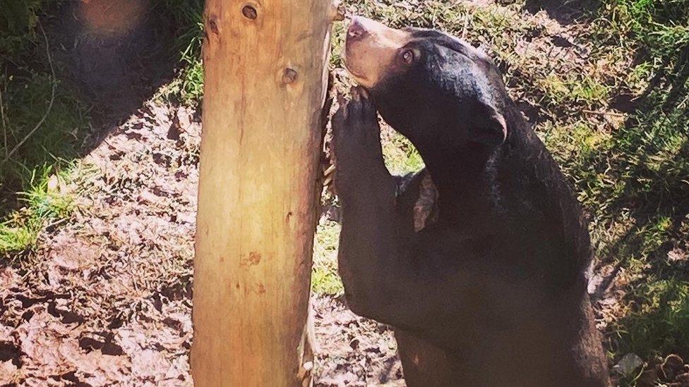 Sun bear at Paradise Wildlife Park