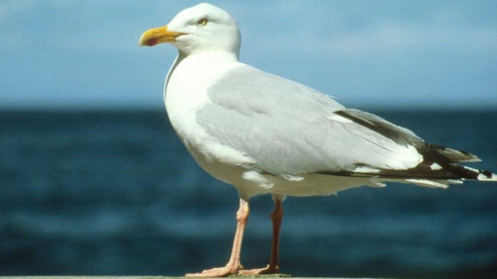 Herring gull