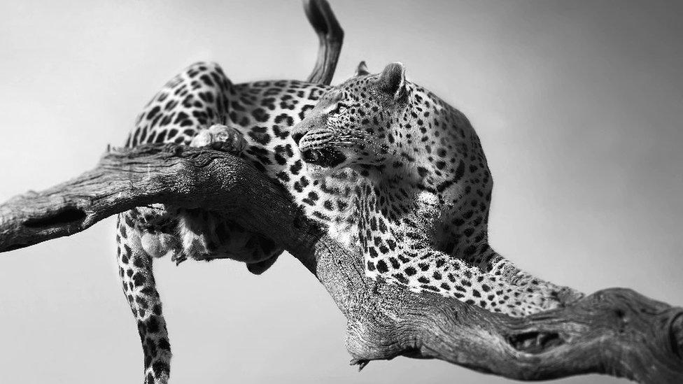 Leopard resting in a tree