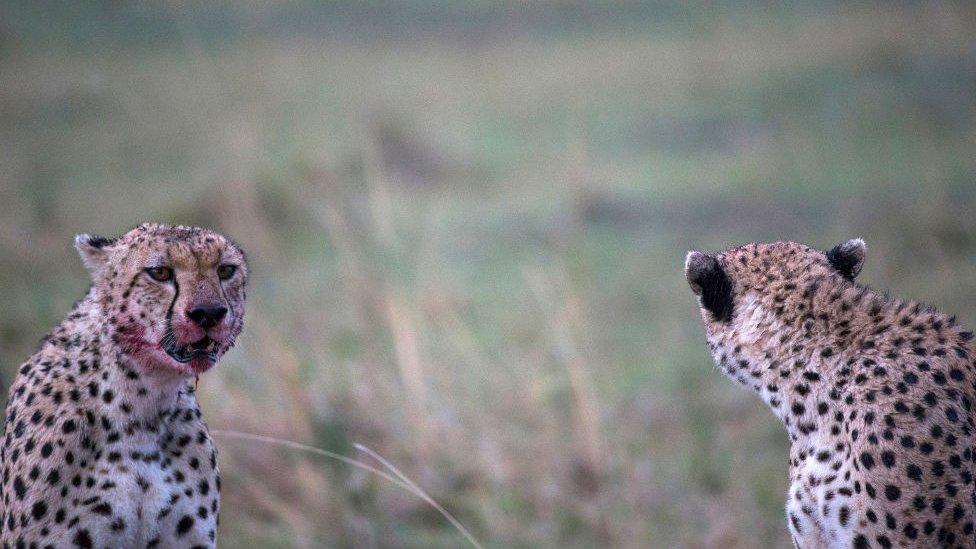 Some cheetahs after a kill