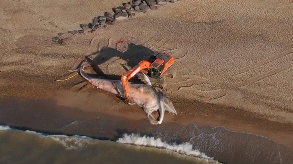 Aerial image of whale and a mechanical digger