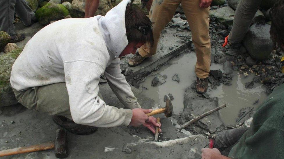 Recovery of plesiosaur