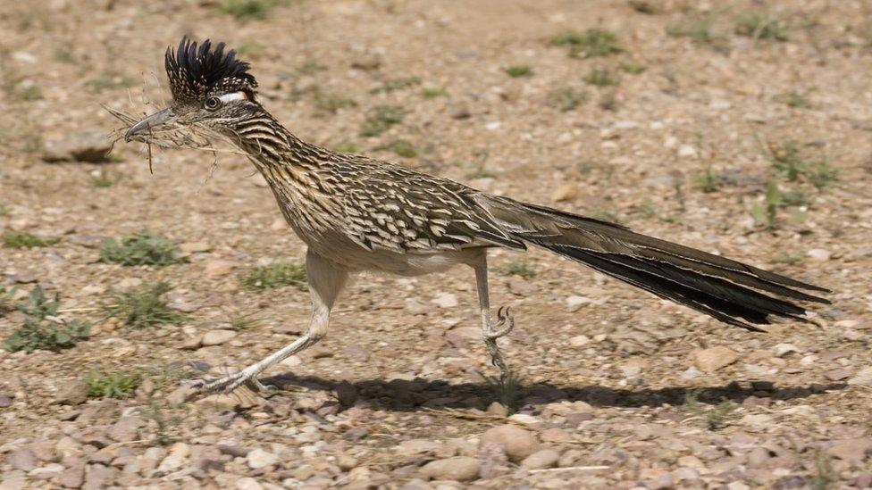 roadrunner