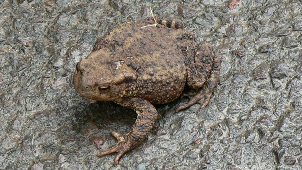 Toad on a wet road