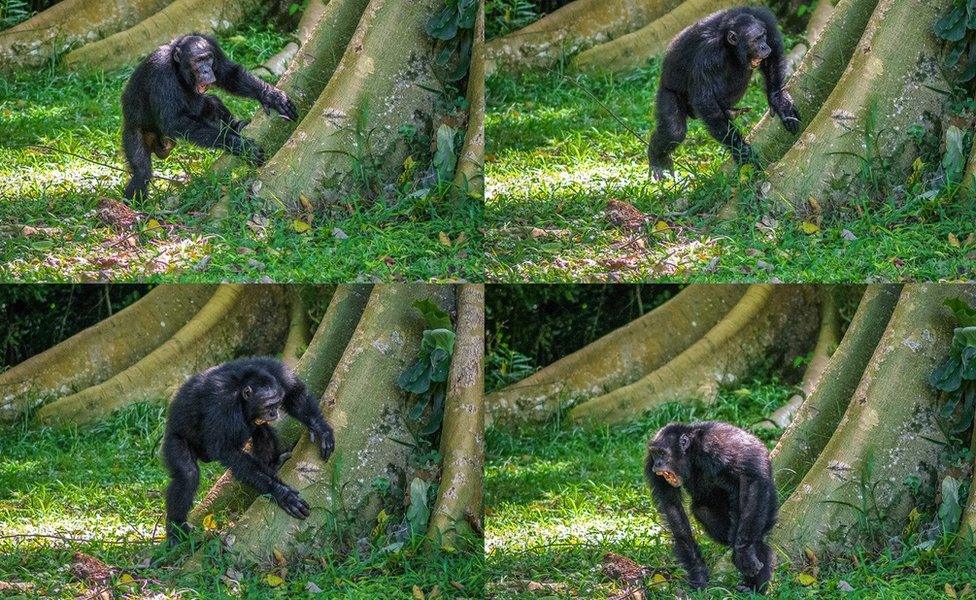 Chimp drumming on tree root