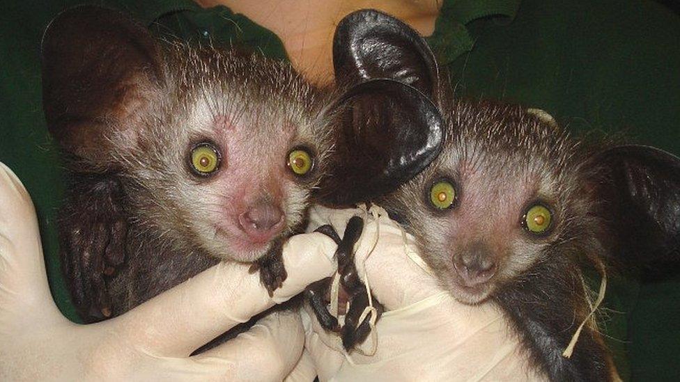 Twin aye-ayes born at Bristol Zoo