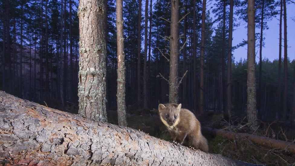 pine-marten