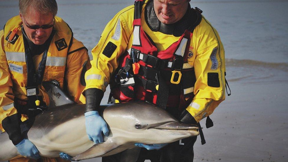 Two coastguards carrying the dolphin