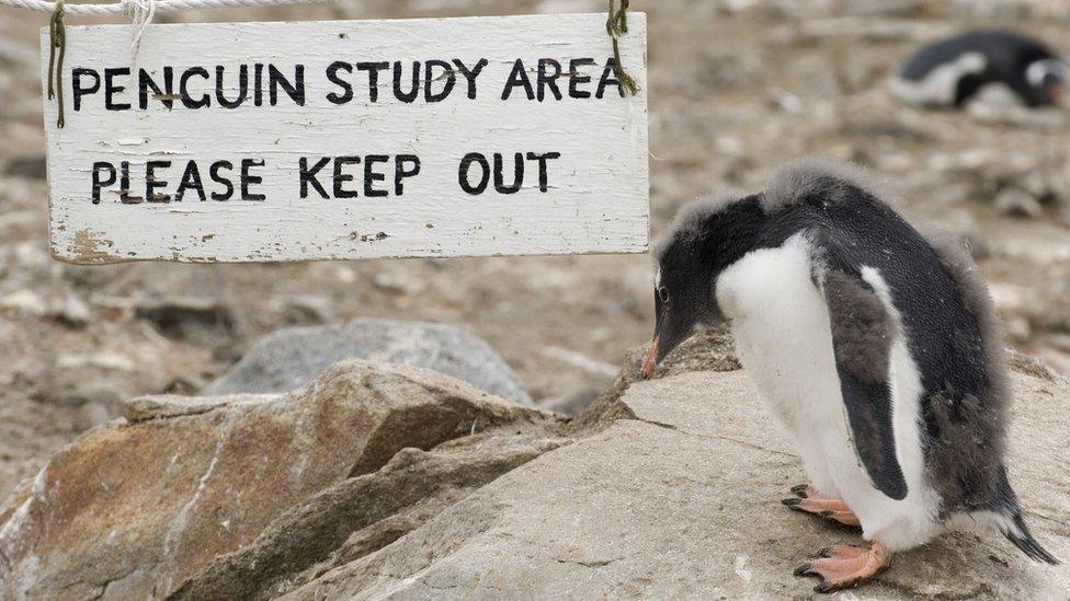 A sign reading "penguin study area please keep out" next to a penguin