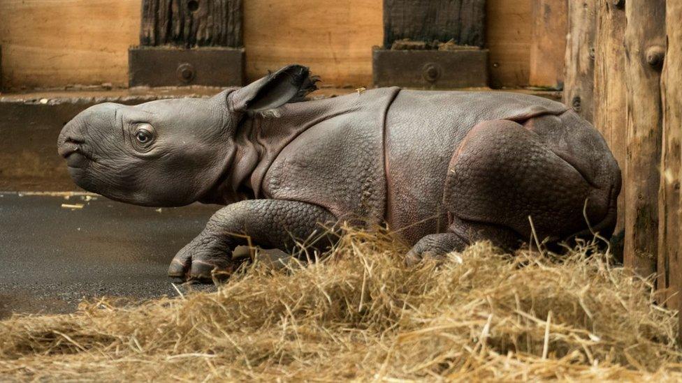 New-born Indian rhino calf