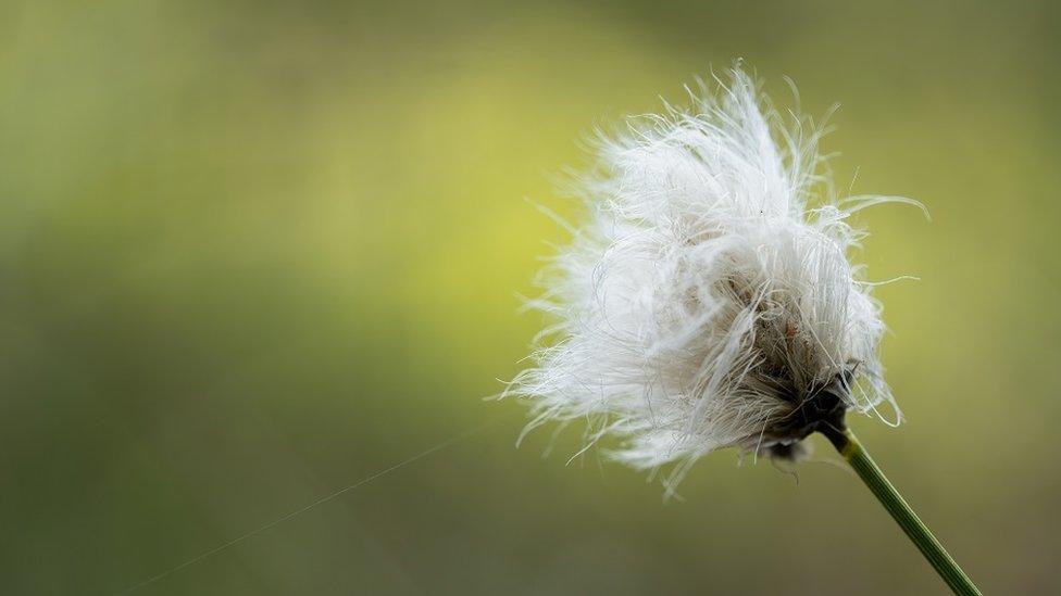 Cottongrass