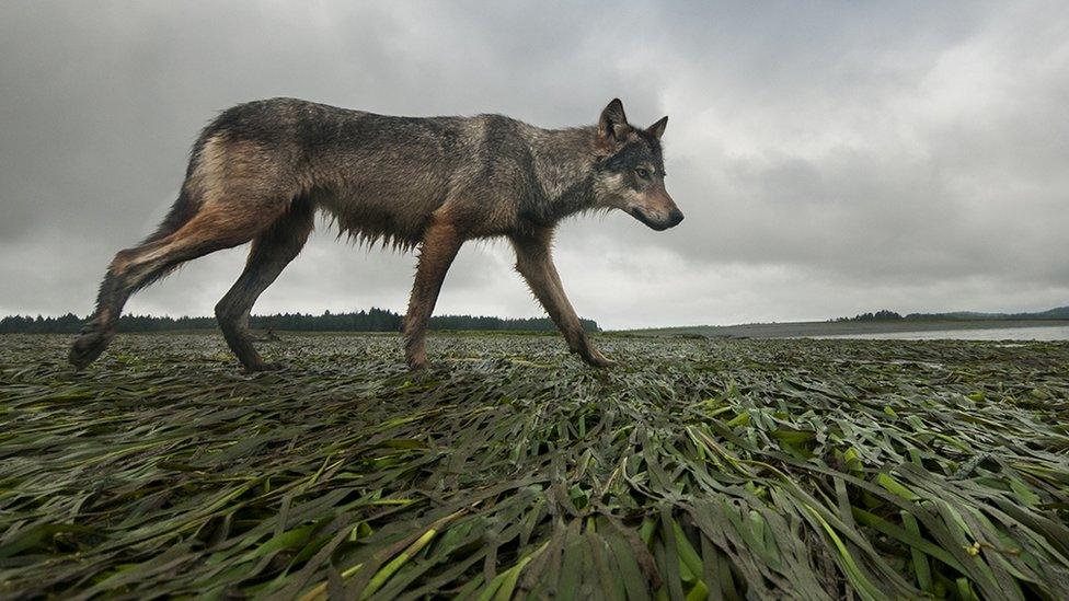 A wolf walking past the camera