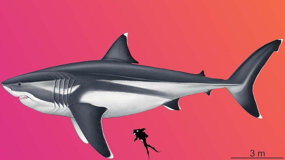 image of diver next to megalodon