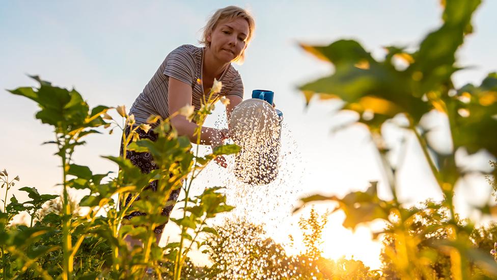 Woman watering plants