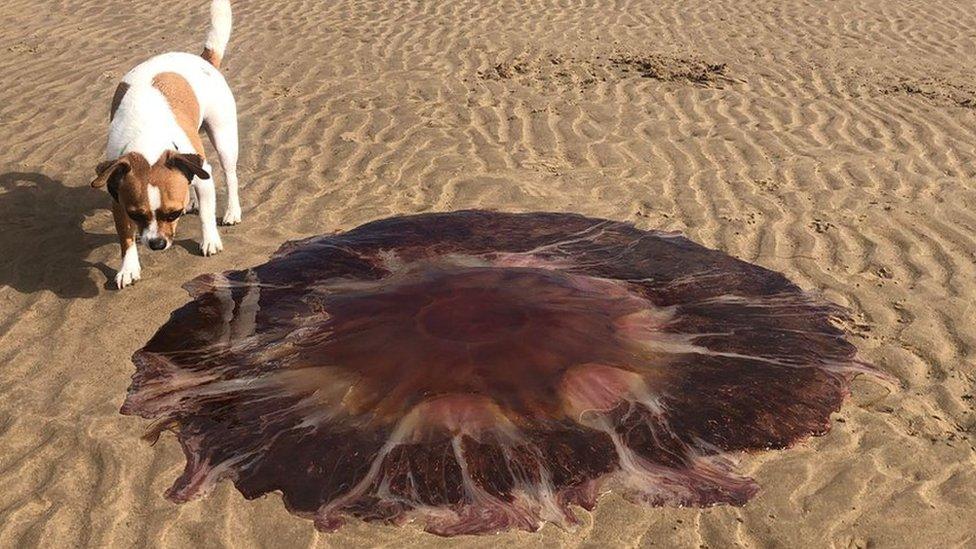 Dog stood next to giant jellyfish