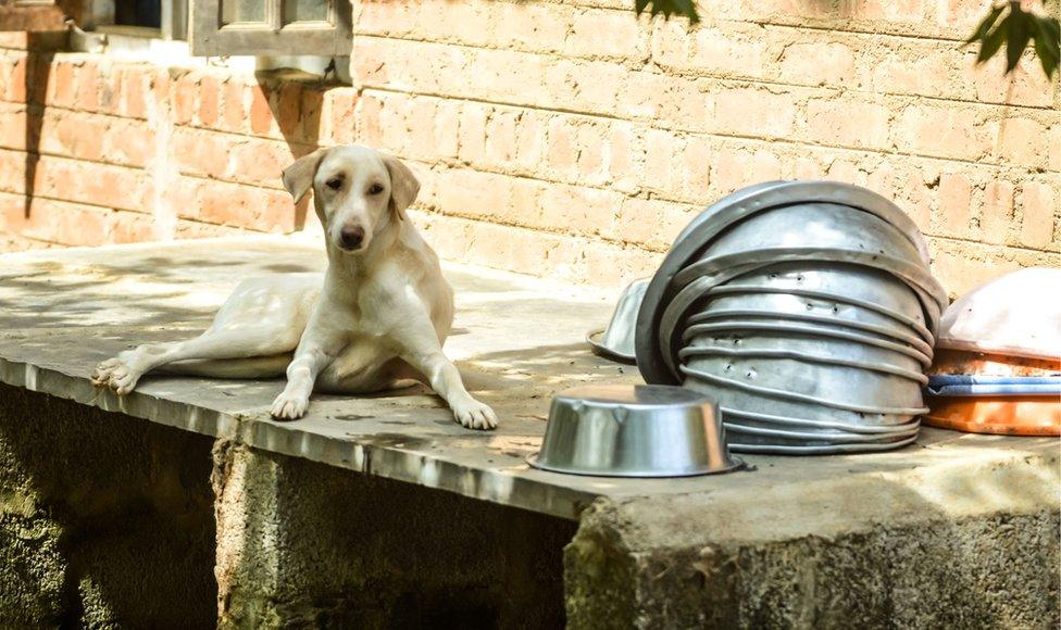 A dog at the farm