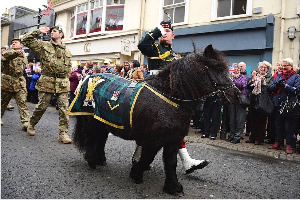 Cruachan the shetland pony mascot