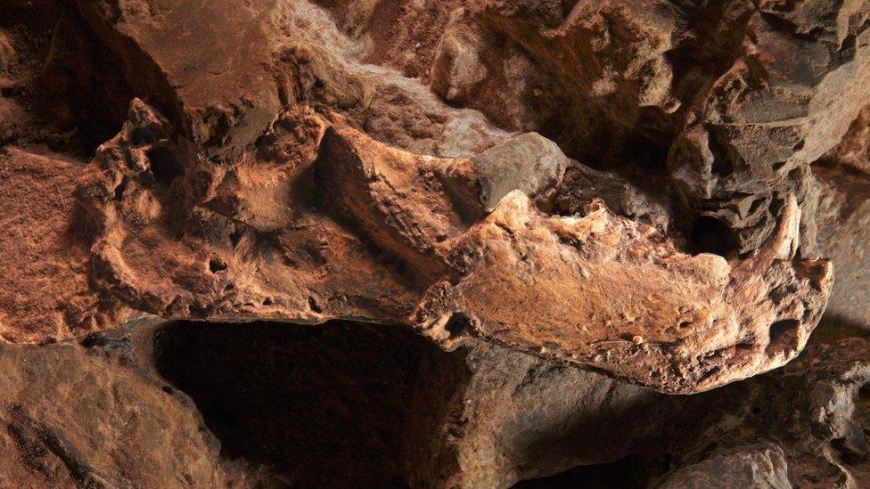 Sabre toothed cat mandible from Sterkfontein caves, South Africa