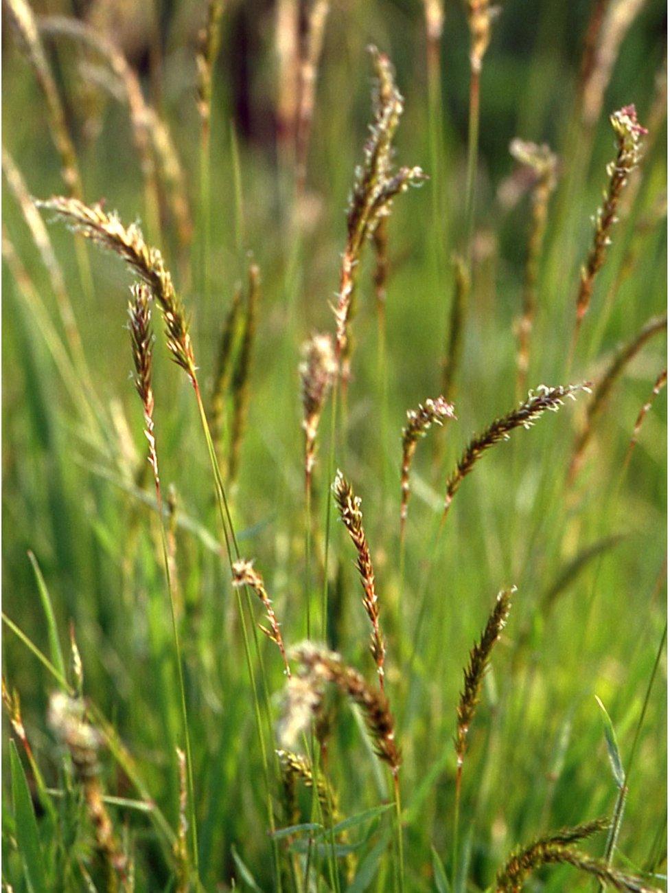 Vernal sweetgrass