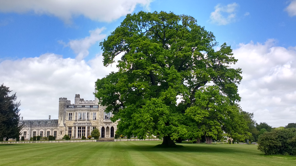 Oak tree planted by Princess Elizabeth - later Elizabeth I