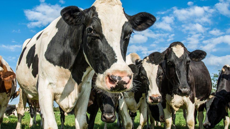 Holstein cows in a field